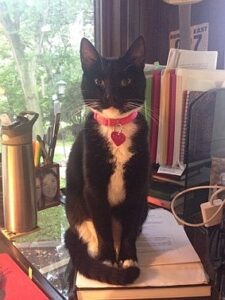 Taya,<br />
the tuxedo “writing kitty”<br />
with whom Maureen shares a desk.<br />

