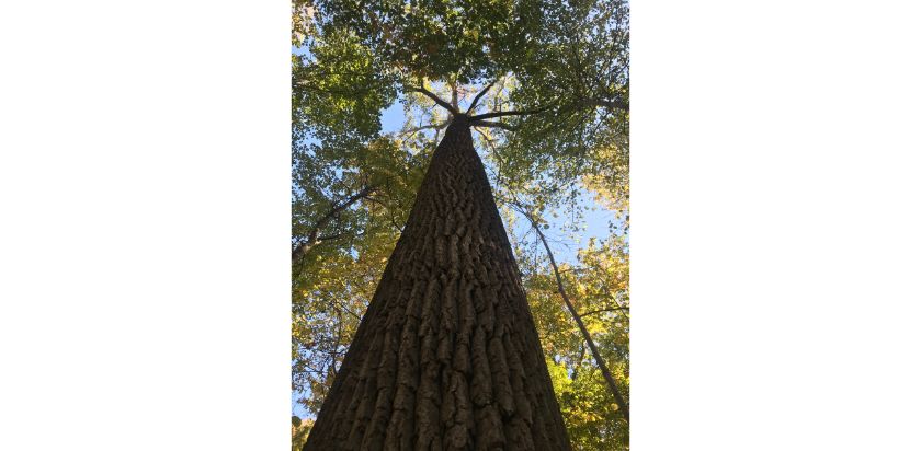 Tall Eastern cottonwood tree at Lakeport State Park in Michigan.