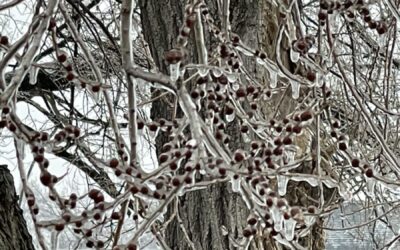 Rosary Beads in the Ice Storm