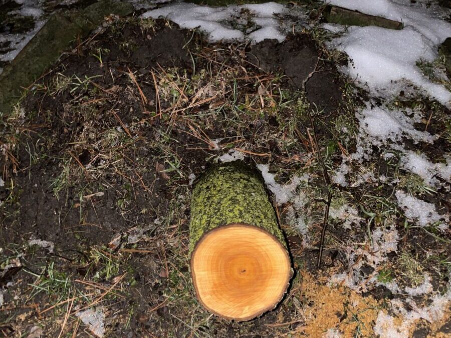 Bradford Pear Stump after Winter Storm #2