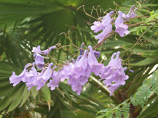 Jacaranda tree flowers and leaves