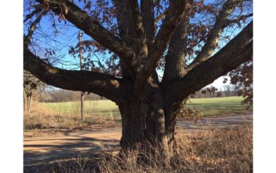 A Tree Tale Told . . .  by Guest Blogger Sondra Willobee