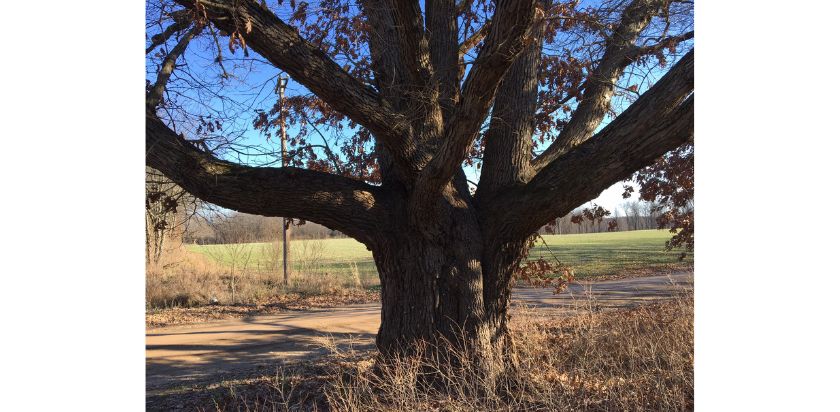 White Oak at Lakelands Trail